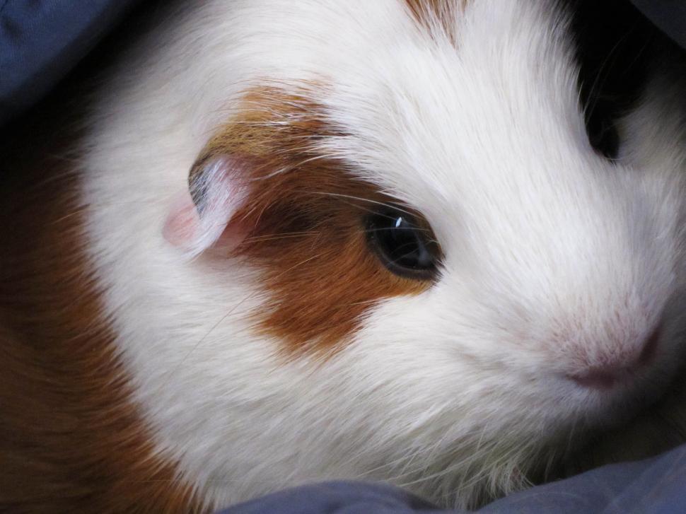 Free Image of Guinea pig 