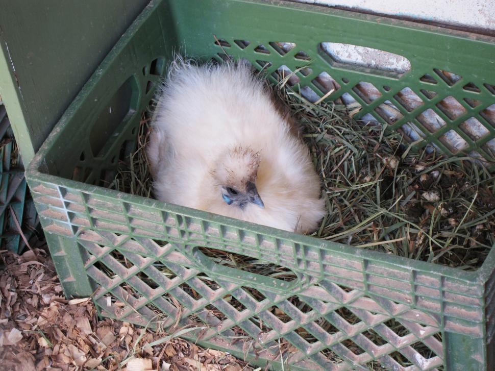 Free Image of Farm Chicken  