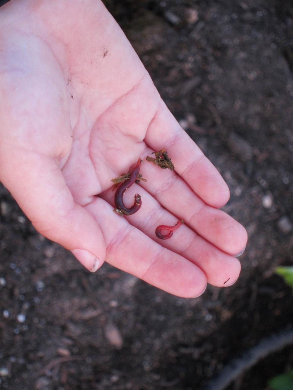 Free Image of worms 