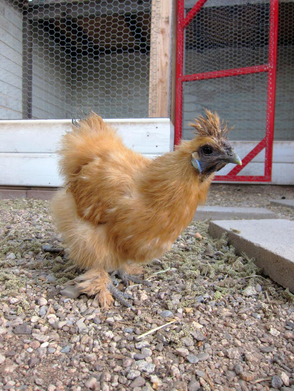 Free Image of chicken 
