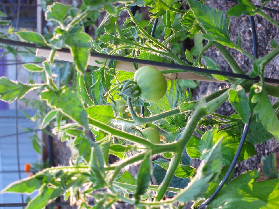 Free Image of Tomato Plant 