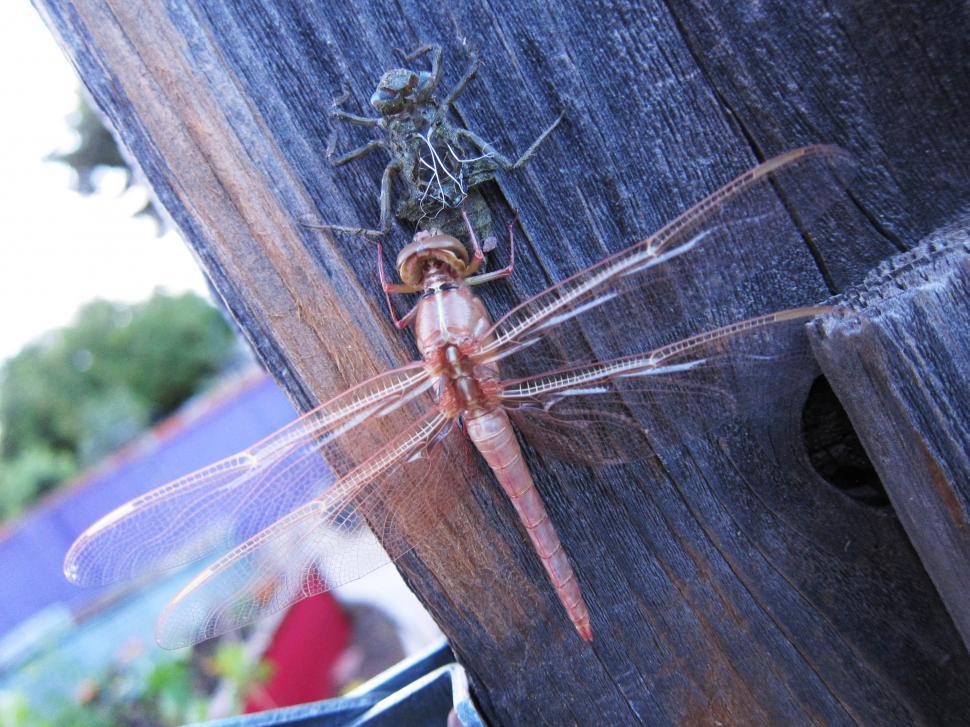 Free Image of Metamorphosis 