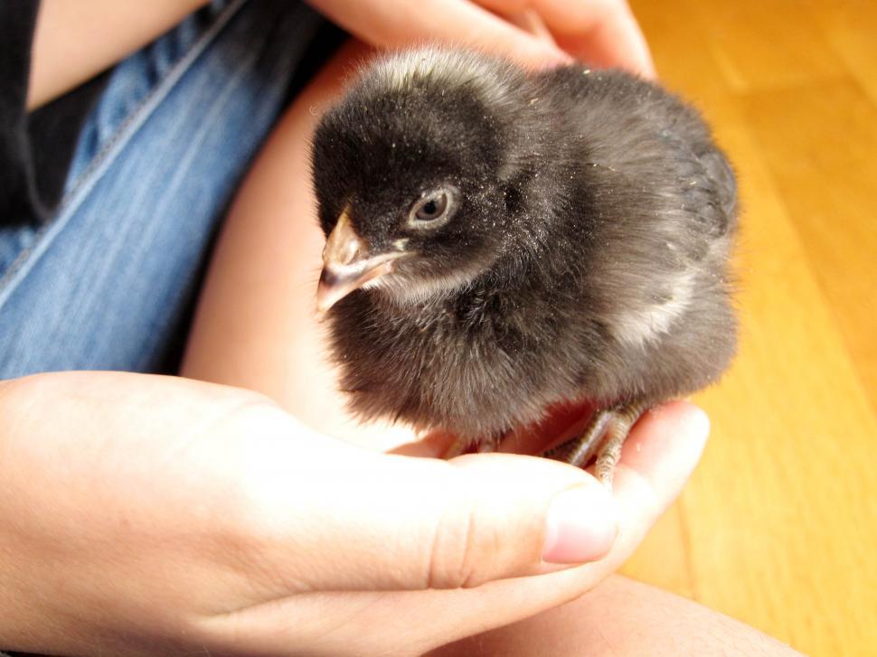 Free Image of Chick 