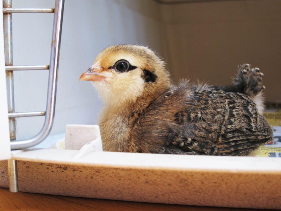 Free Image of Another chick 