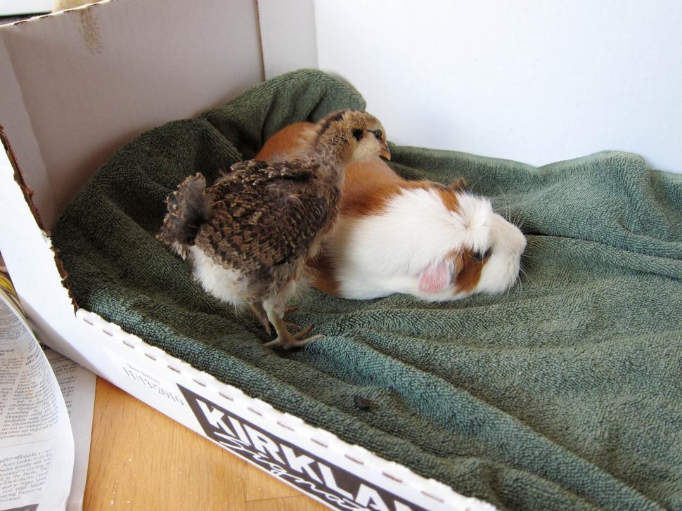 Free Image of chick and guinea pig 