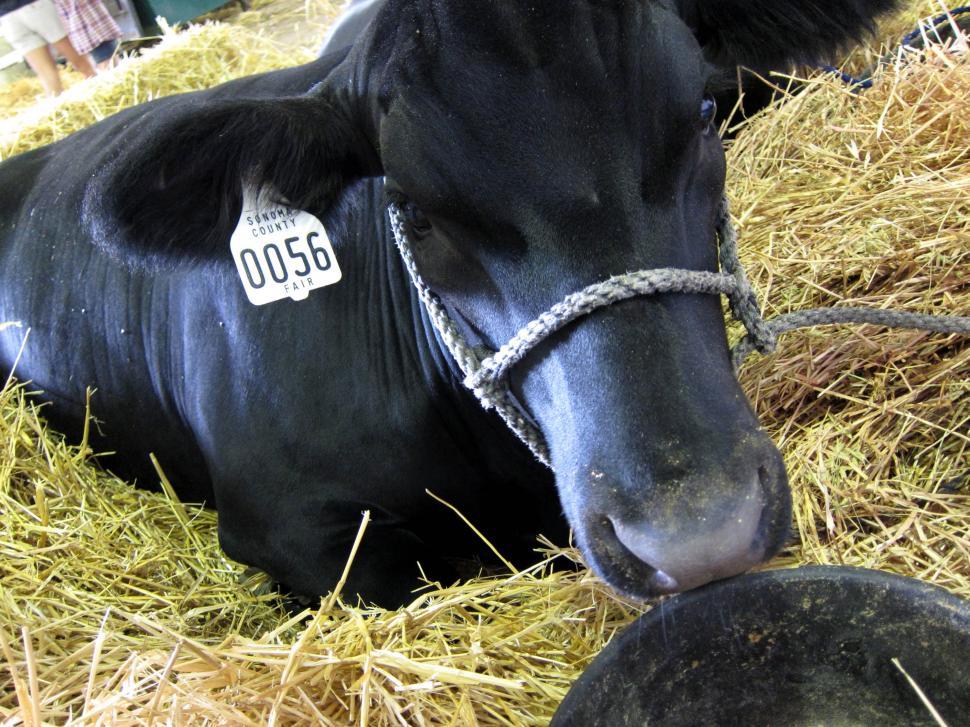 Free Image of Cow 