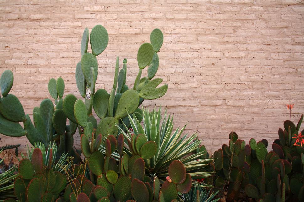Free Image of plants 