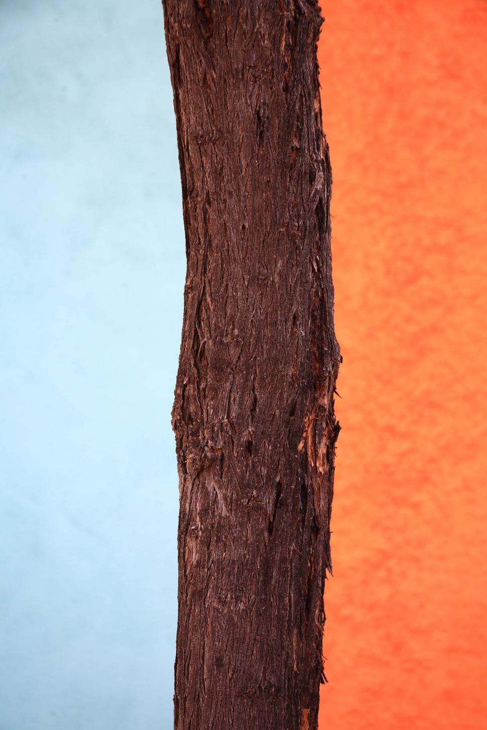 Free Image of tree over paint 