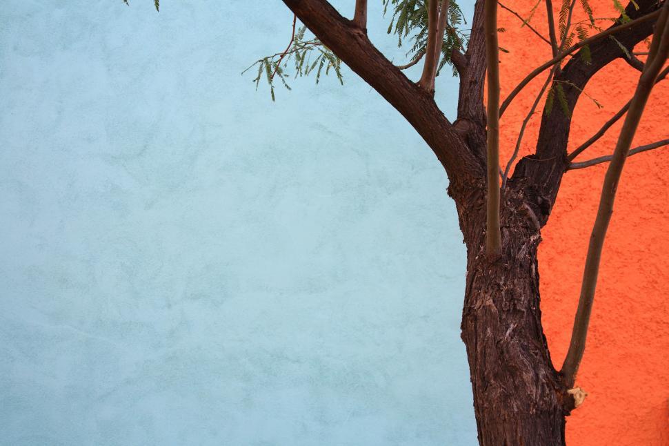 Free Image of tree over walls 