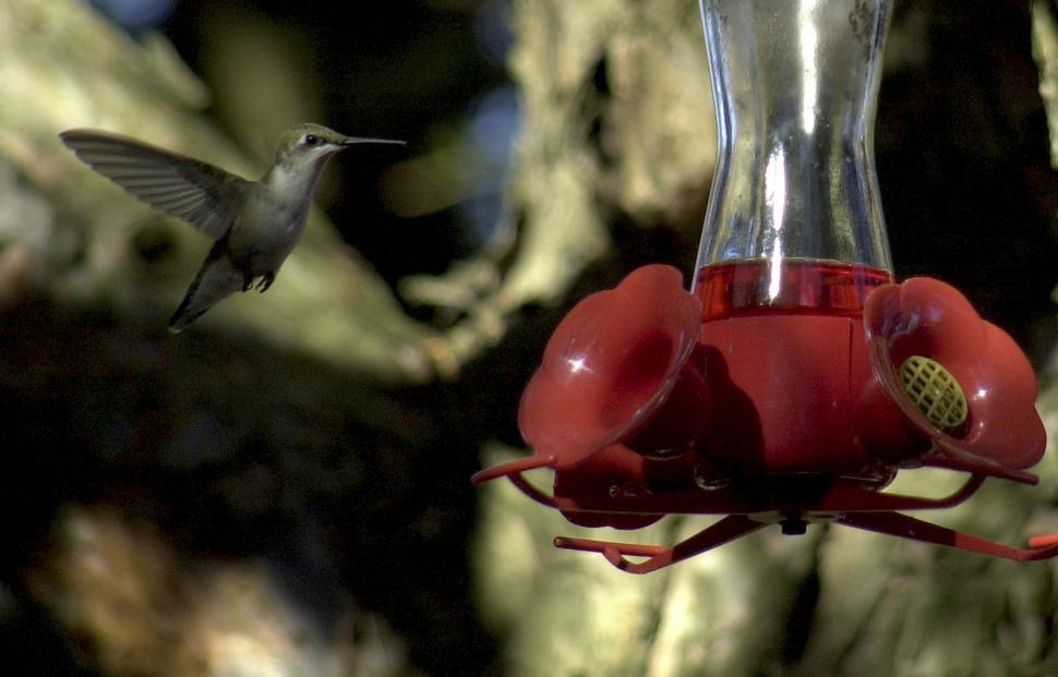 Free Image of Humming Bird 