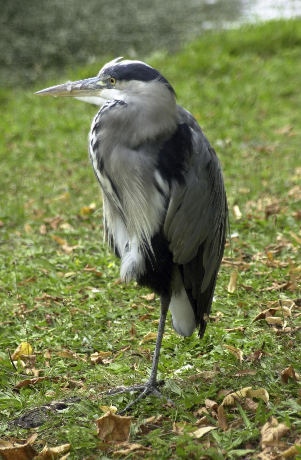 Free Image of Blue Heron 