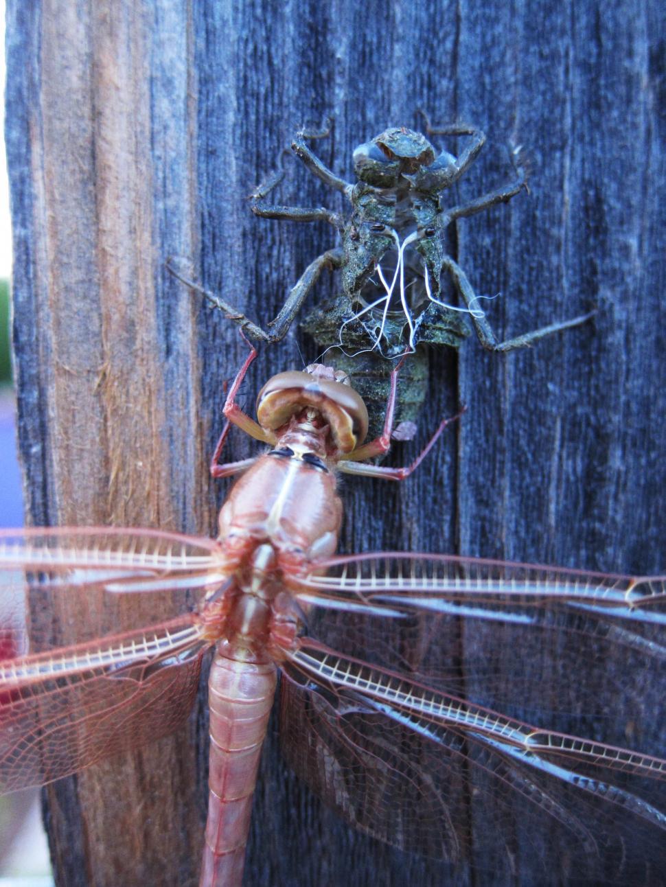 Free Image of Dragonfly emerging 