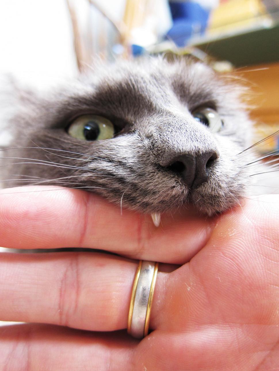 Free Image of Cat bite 