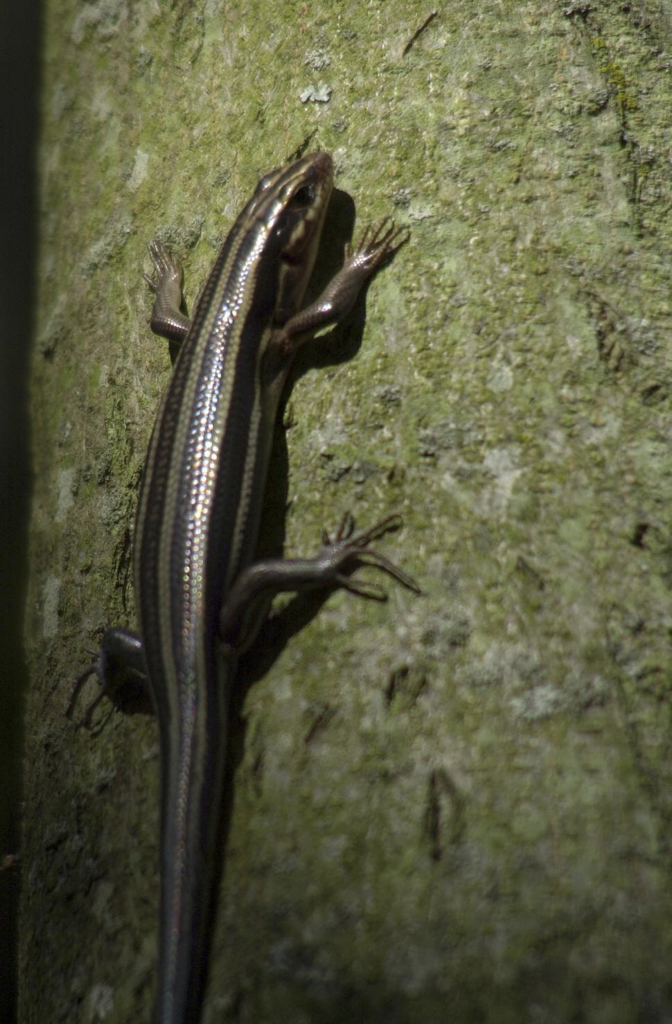 Free Image of Skink lizard 