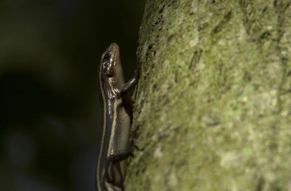 Free Image of Skink lizard 