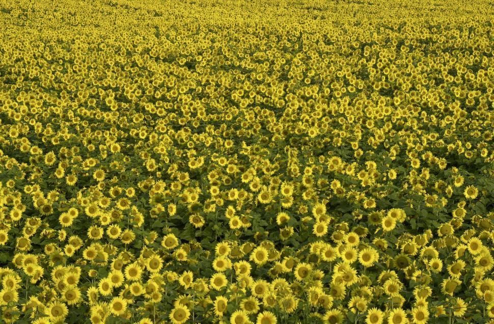Free Image of Sunflowers 