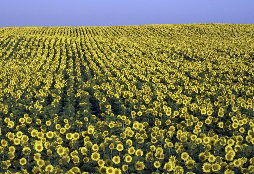 Free Image of Sunflowers 