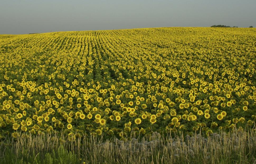 Free Image of Sunflowers 