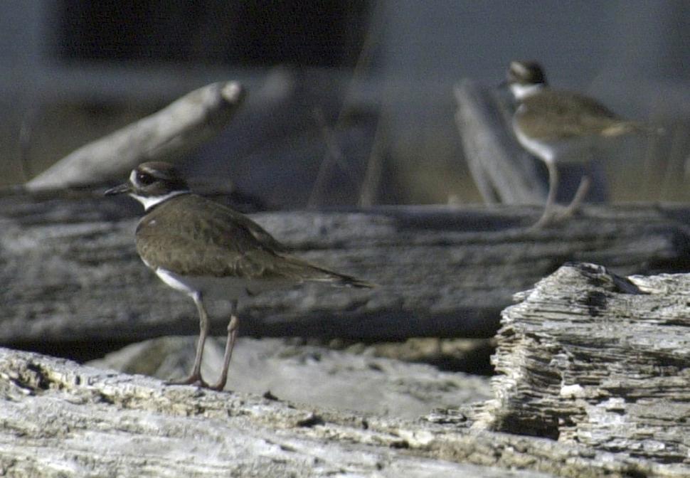 Free Image of Shorebird 