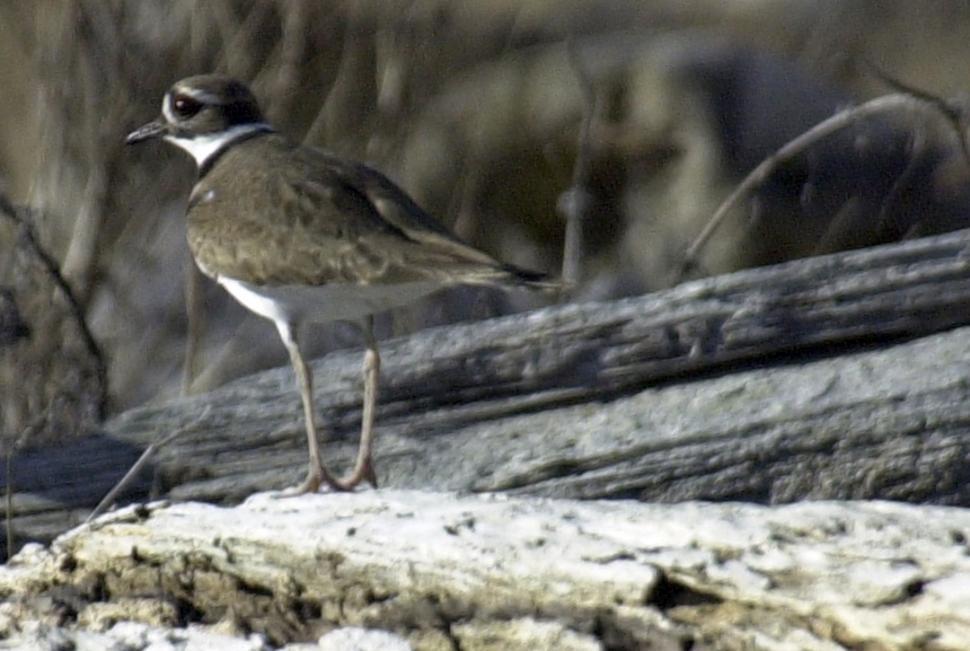 Free Image of Shorebird 