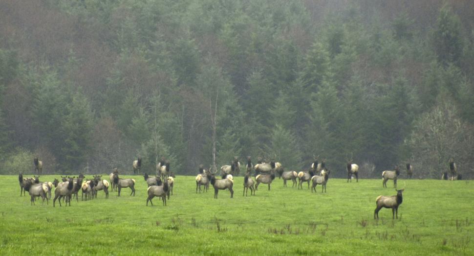 Free Image of Roosevelt Elk 