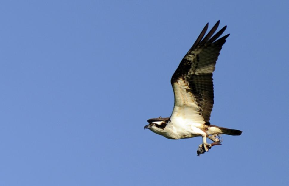 Free Image of Osprey Nest 