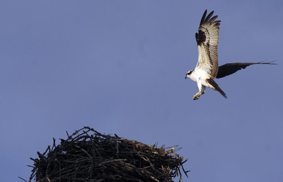 Free Image of Osprey Nest 