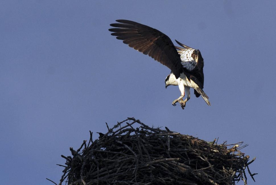 Free Image of Osprey Nest 