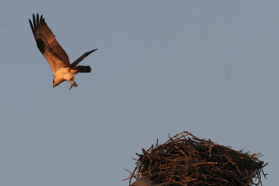 Free Image of Osprey Nest 