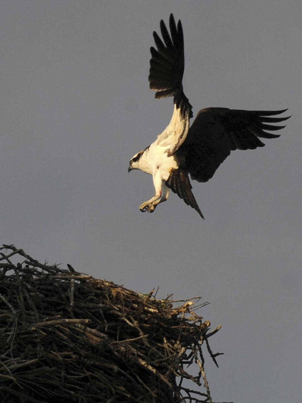 Free Image of Osprey Nest 