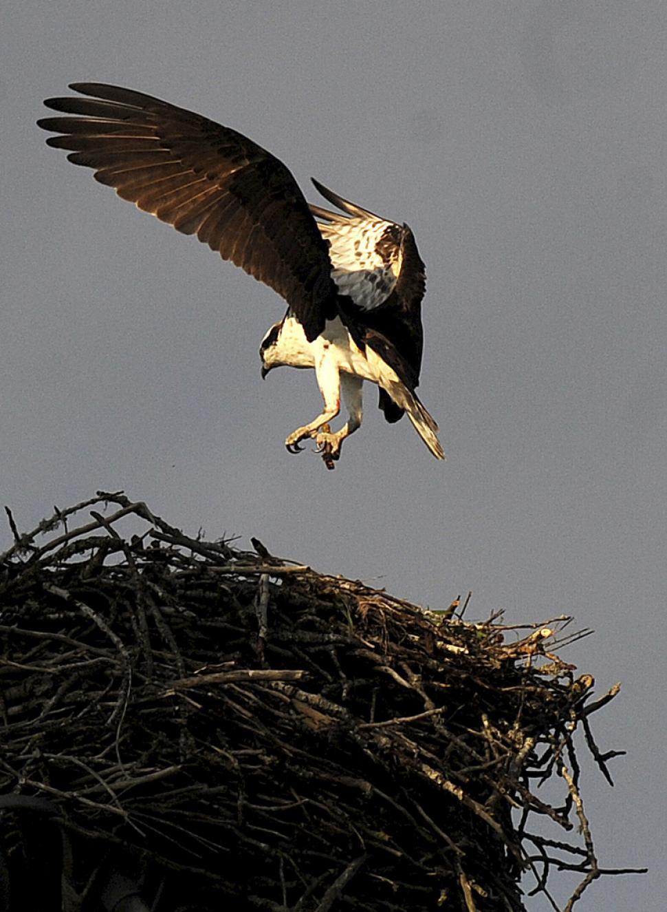 Free Image of Osprey Nest 