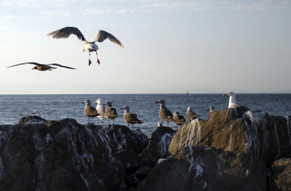 Free Image of Seagulls 