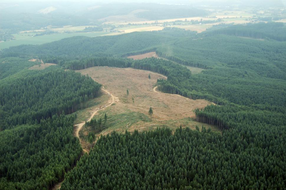 Free Image of Clearcut Logging 