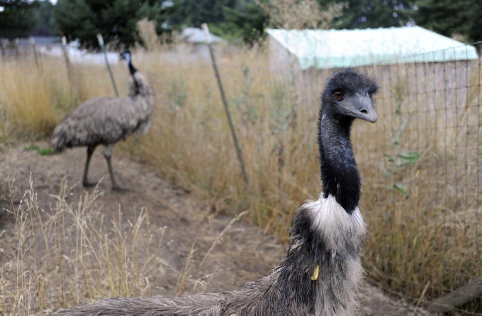 Free Image of Emu Farm 