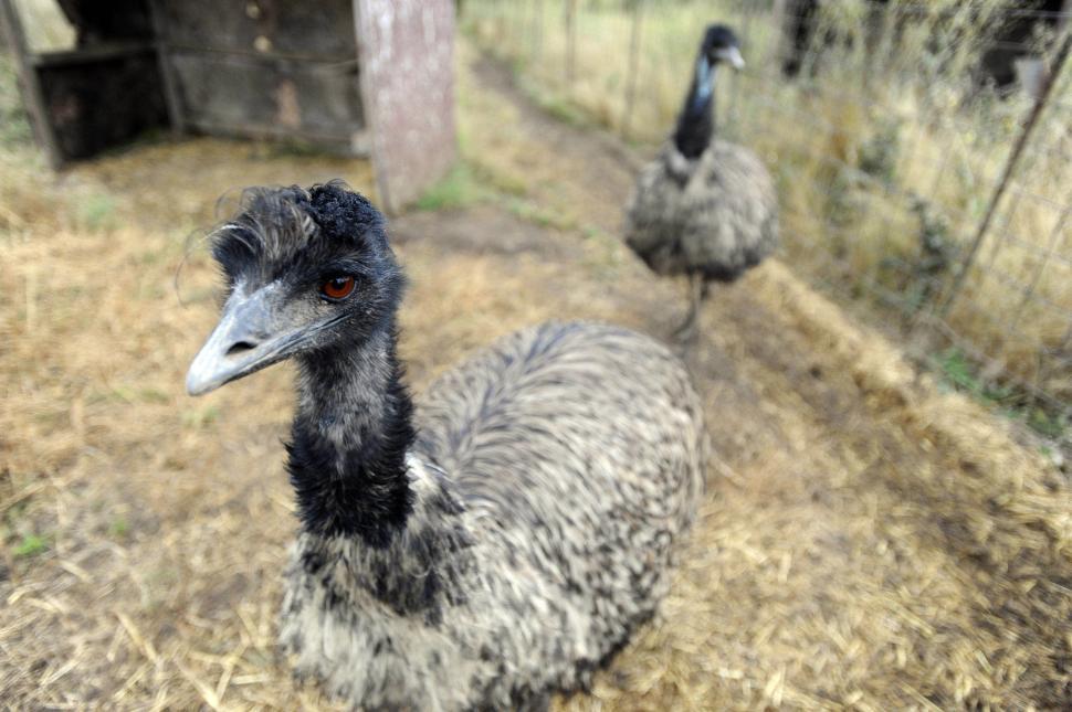 Free Image of Emu Farm 