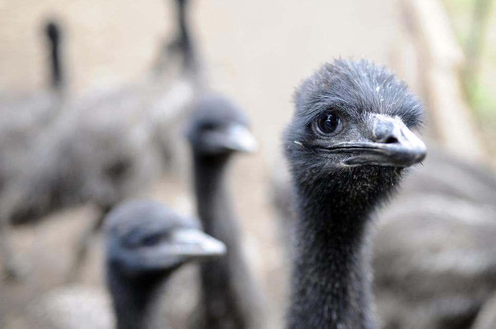 Free Image of Emu Farm 