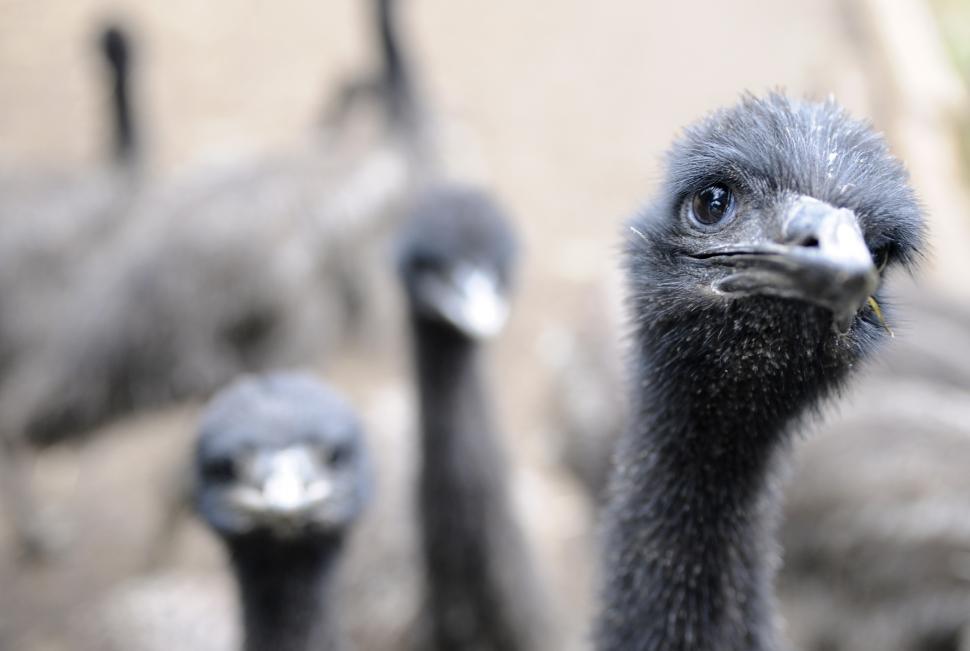 Free Image of Emu Farm 