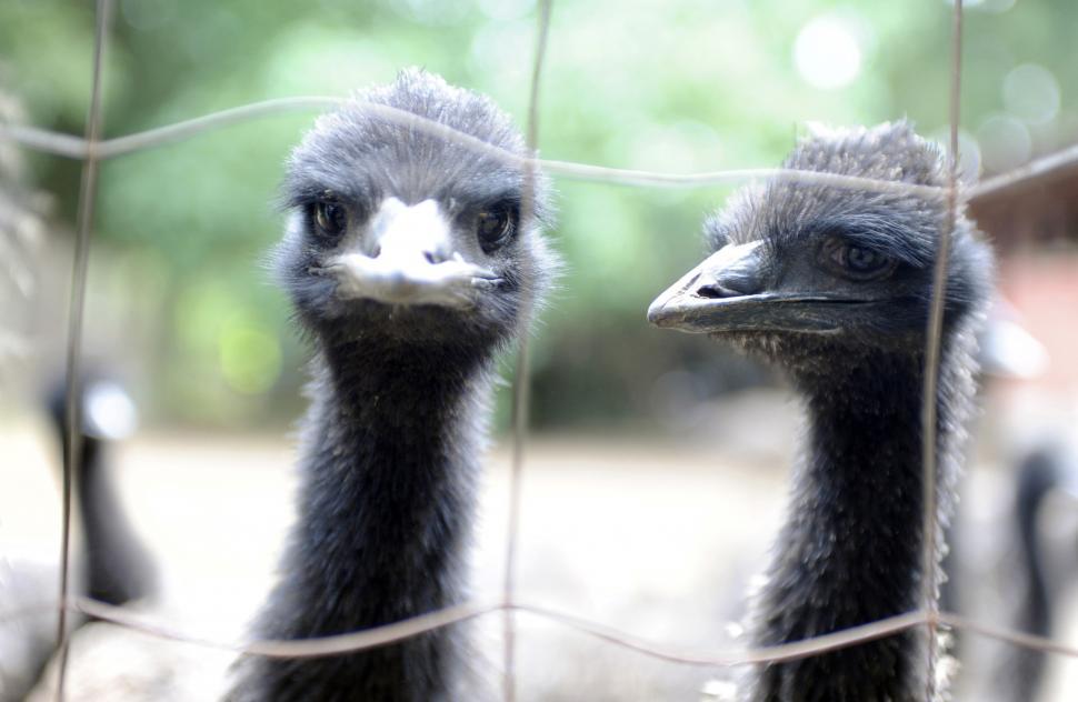Free Image of Emu Farm 