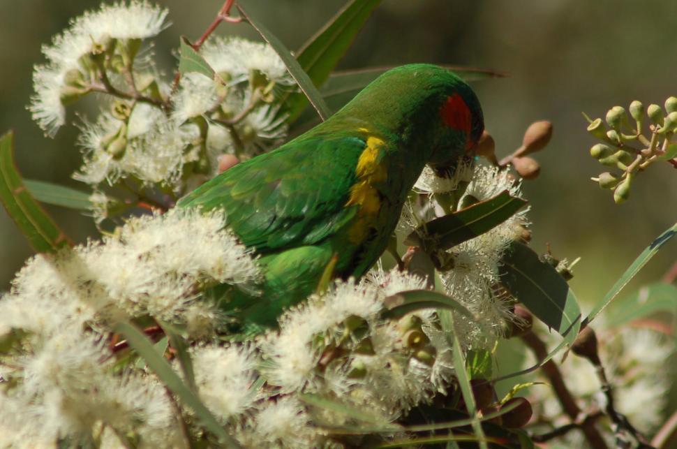 Free Image of Feeding Time 