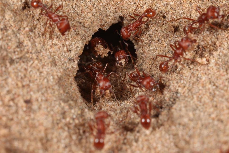 Free Image of Red Harvester ants 
