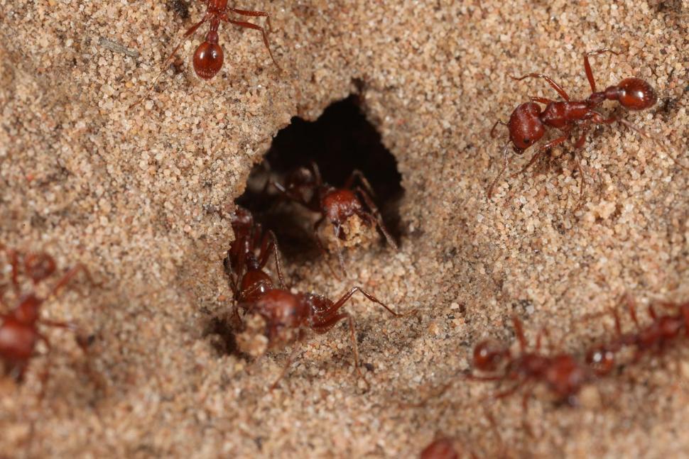 Free Image of Red Harvester ants 