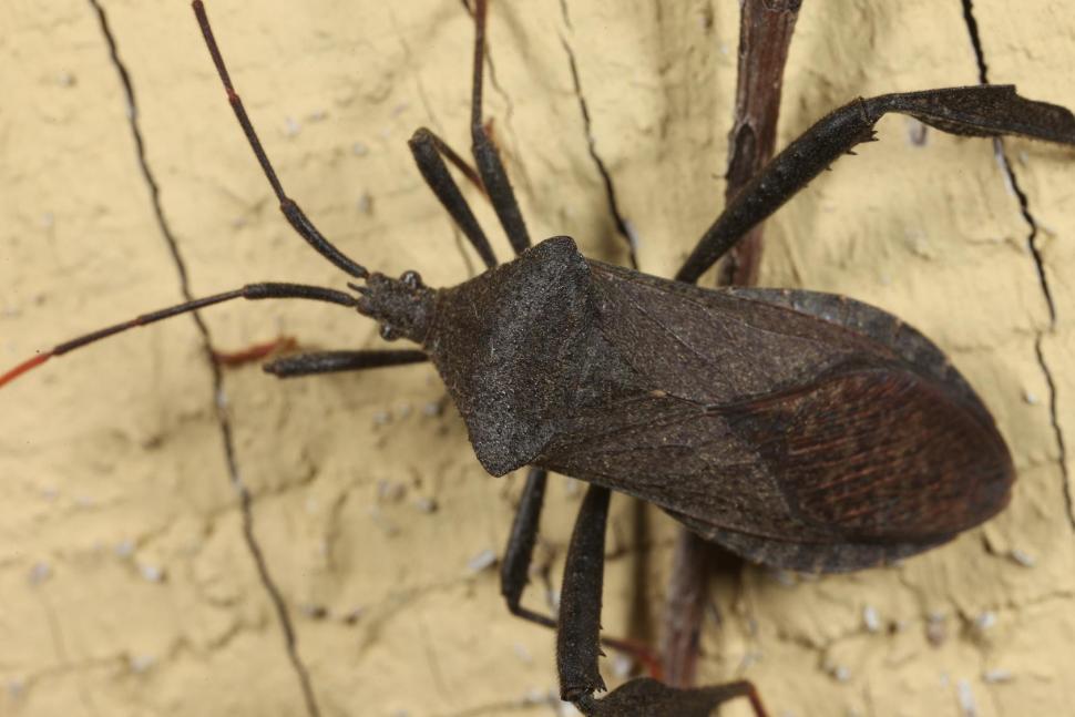 Free Image of Assassin bug 