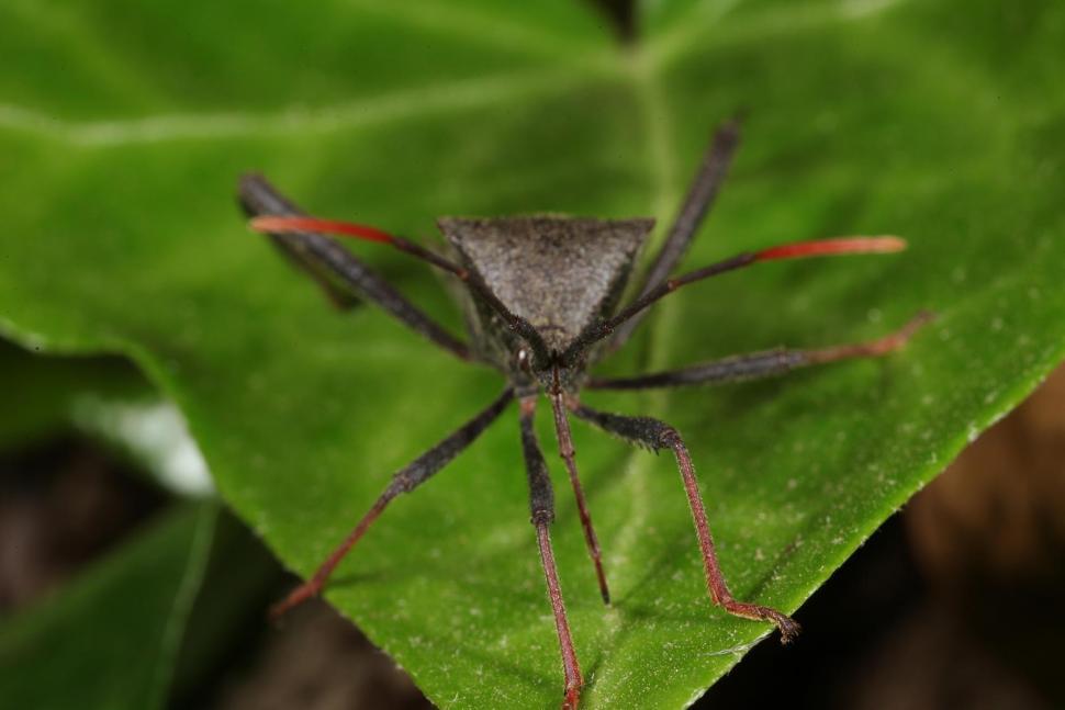 Free Image of Assassin bug 