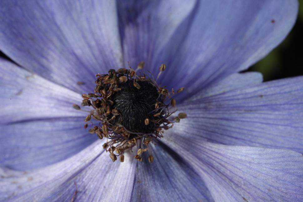 Free Image of Flower macros 