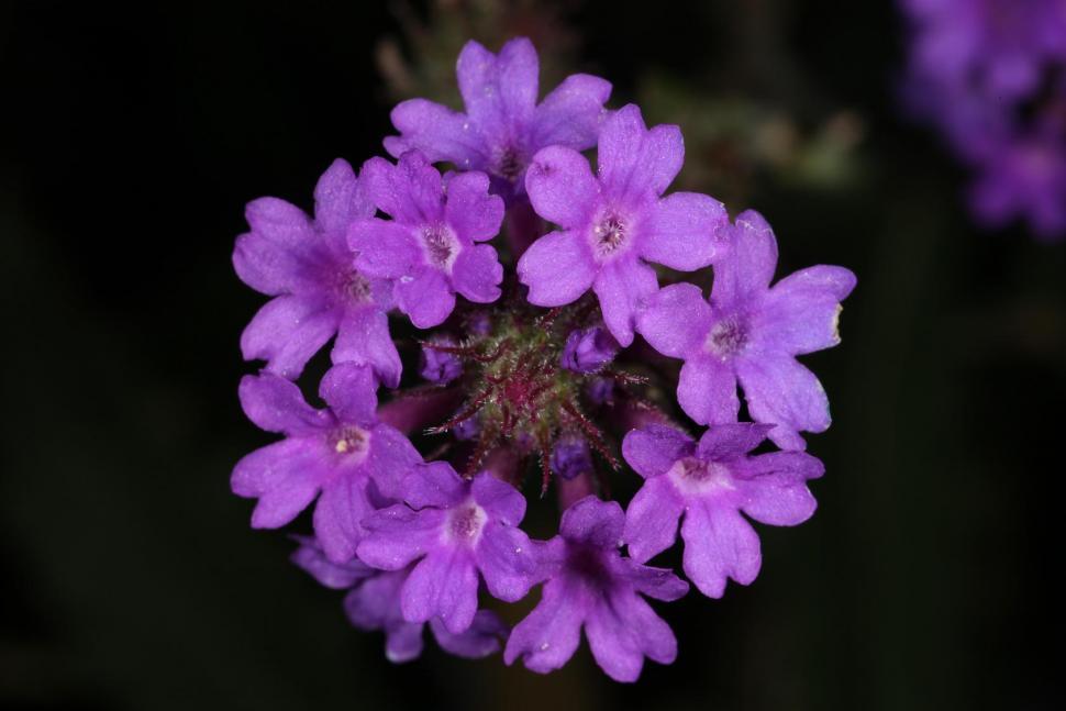 Free Image of Flower macros 