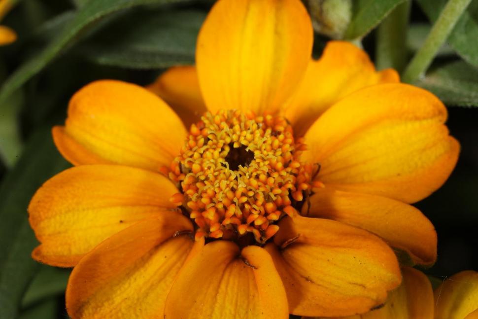 Free Image of Flower macros 