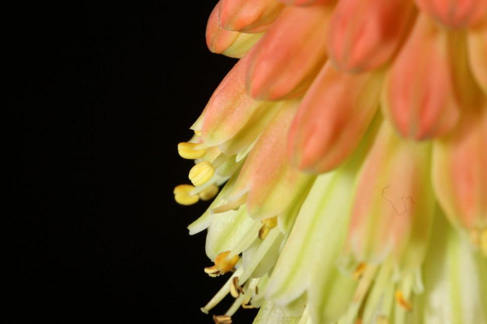 Free Image of Flower macros 