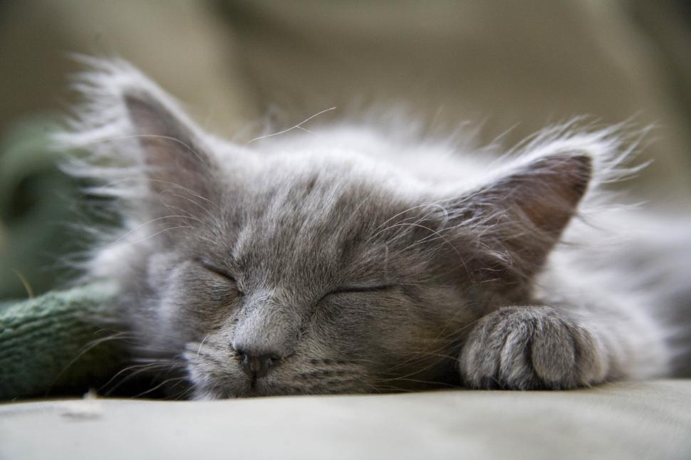 Free Image of Sleeping cat 