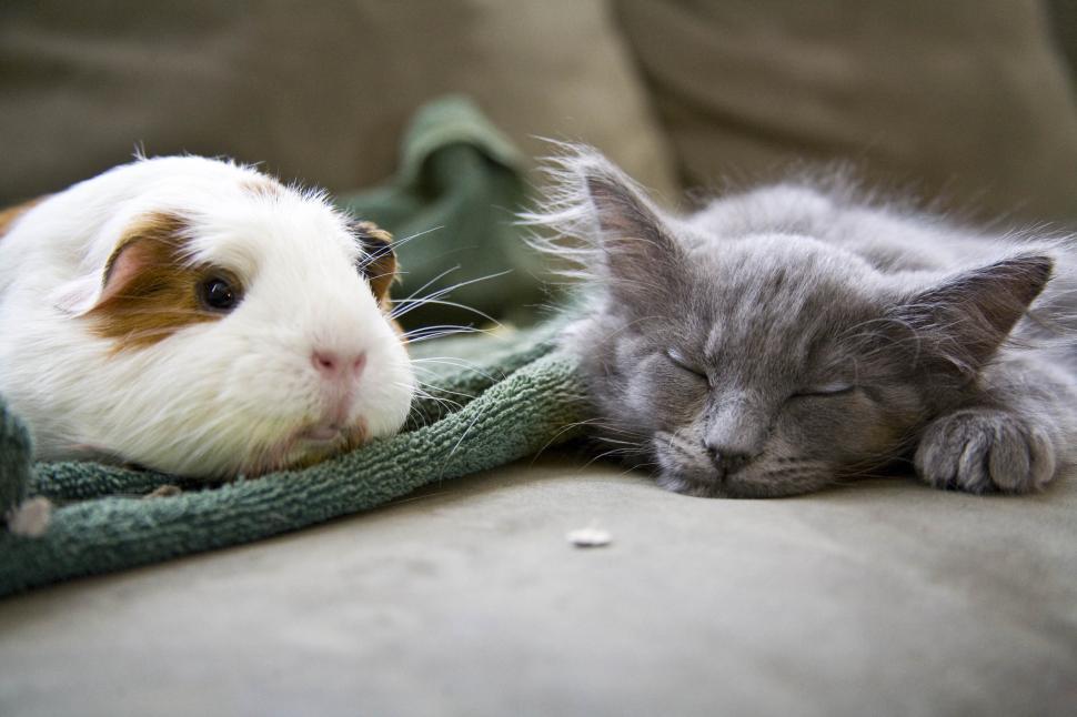 Free Image of Sleeping cat with guinea pig 