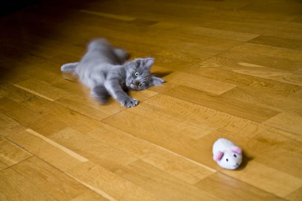 Free Image of Playful Cat 